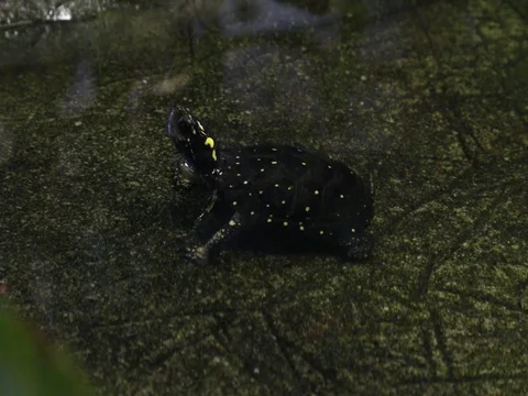 Spotted Turtle Swimming Stock Footage 77365447