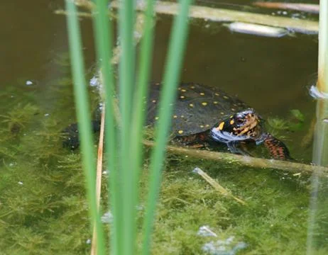 Spotted turtle in water Stock Photos