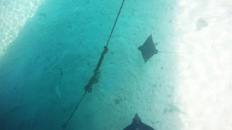 Spotted two eagle rays right under the ship Video stock 65219874