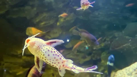Spotted upside-down catfish (Synodontis nigriventris) swims near the surface 스톡 동영상 336911474