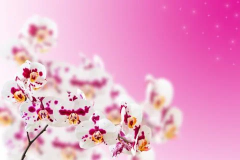 Spotted violet white orchids on gradient stars background Stock Illustration