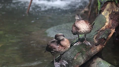 Spotted Whistling Duck Stock Footage 133628037