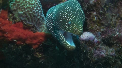 A spotted white moray eel (Gymnothorax meleagris) opens its mouth wide. Stock Footage 286142022