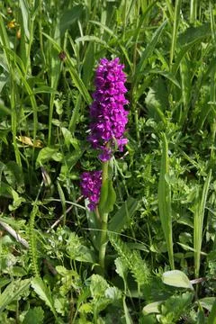 Spotted wild orchid, Stock Photos