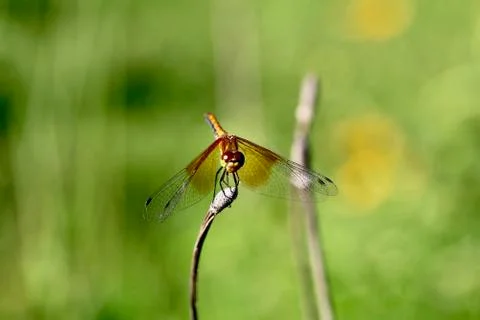 Spotted Wing Dragonfly Foto stock