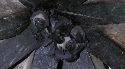 Spotted-winged Fruit Bats Stock Footage 64800569