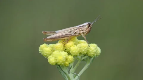 The spotted-winged grasshopper juvenile on Dwarf everlast flower Stock Footage 208333285
