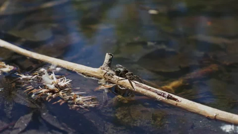 Spotted wolf spider, pardosa amentata floating on stick with spider eggs sa.. Video stock 333855929