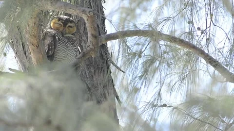 Spotted Wood-Owl Stock Footage 158720148