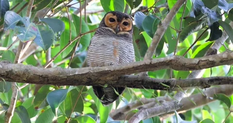 Spotted Wood-Owl perched on tree branch surrounded by lush green Stock-Footage 305935504