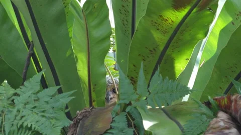 Spotted wood owlet Video stock 227069654