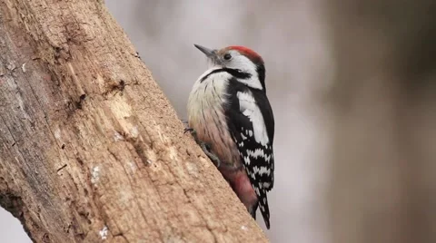 Spotted woodpecker Stock Footage 66428725