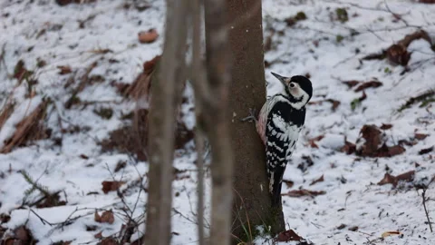 Spotted Woodpecker Perched On Tree Trunk In Snowy Winter Forest With Brown Leave Vídeos de archivo 328100064