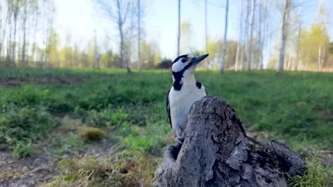 A spotted woodpecker sitting on an old tree stump in the forest Stock Footage 334063723