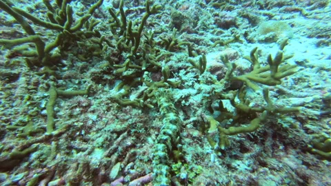 Spotted Worm cucumber Stock Footage 139748471