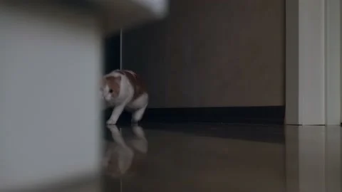Spotted young cat sneaks on the floor. white-red cat at home. 4k. slow motion Stock Footage 218447357