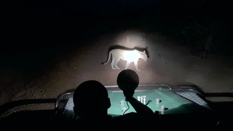 Spotter illuminates a walking lion with a flashlight during a night safari Stock Footage 287726934