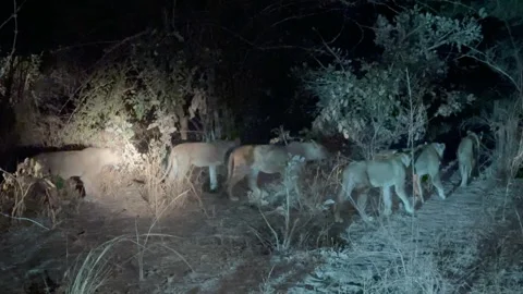 Spotter illuminates a walking lions with a flashlight during a night Stock Footage 287730219