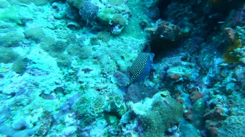 Spottet Boxfish Stock Footage 139618091