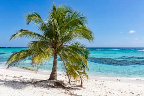 Spotts Beach Palm Tree Stock Photos
