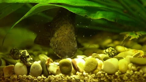 Spotty decorative catfish feed in the aquarium. Stock Footage 86567977