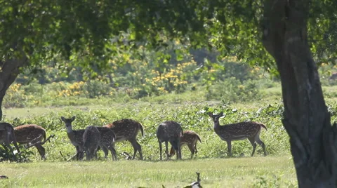 Spotty deer Video stock 1077996