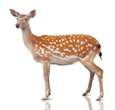 Spotty deer Stock Photos