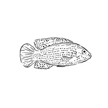 Spotty fish illustration Stock Illustration