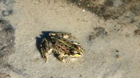 Spotty Frog Stock Footage 8679945