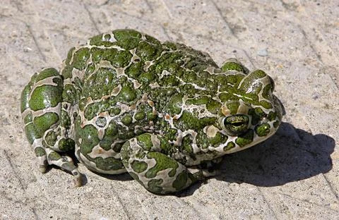 Spotty frog Stock Photos