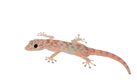 Spotty gecko Stock Photos