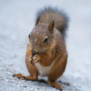 Spotty squirrel 스톡 사진