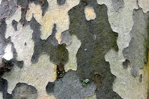 Spotty Tree Bark Stock Photos