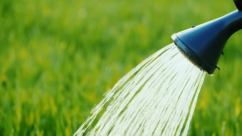Spout with a diffuser watering can from which water flows to the green grass Stock Footage 106805167