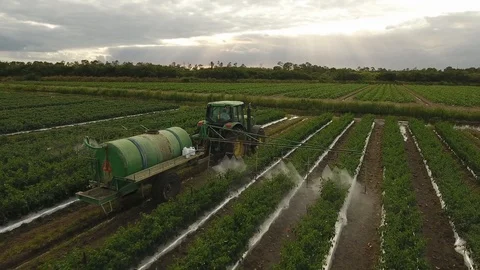 Spraing tomatto field Stock Footage 100615713