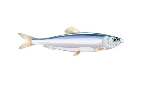 Sprat, brisling fish isolated on light background. Fresh fish in flat style. Stock Illustration