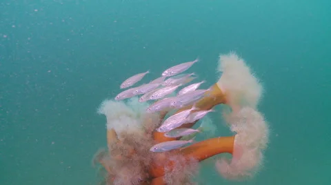 Sprat &amp; Plumose anemone Stock Footage 47929424