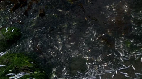 Sprat stranded by tide Video stock 49116597