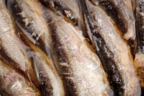 Sprats background Stock Photos