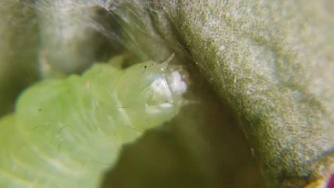 Sprawler Moth Caterpillar, Asteroscopus ... | Stock Video | Pond5