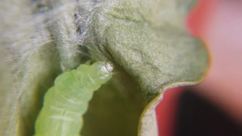 Sprawler Moth Caterpillar, Asteroscopus ... | Stock Video | Pond5