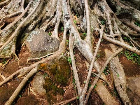 Sprawling ancient tree roots on a mossy forest floor Stock Photos