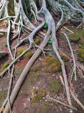 Sprawling ancient tree roots on a mossy forest floor Fotos Stock
