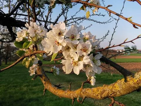 A sprawling branch of an old pear tree full of bright blossoms Stock Photos