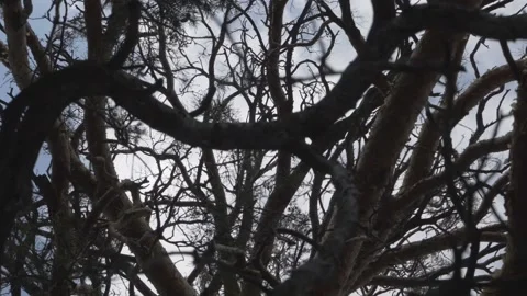 Sprawling branches of a coniferous tree on a background of blue sky Stock Footage 151744045