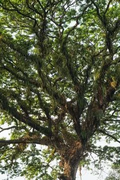 Sprawling branches of a giant rain tree covered with epiphytic ferns against Stock Photos