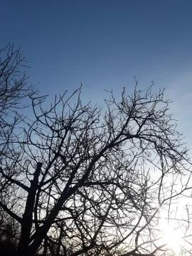 Sprawling branches of walnut against the background of the morning rays of the 库存照片