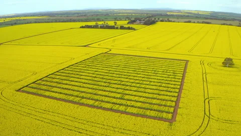 Sprawling Canola Fields in Full Bloom Stock Footage 219285084