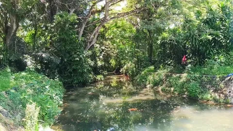 The sprawling canopy of a rain tree (Samanea saman) Stock Footage 261044544