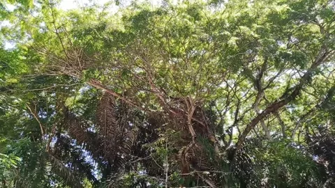 The sprawling canopy of a rain tree (Samanea saman) Stock Footage 261044903
